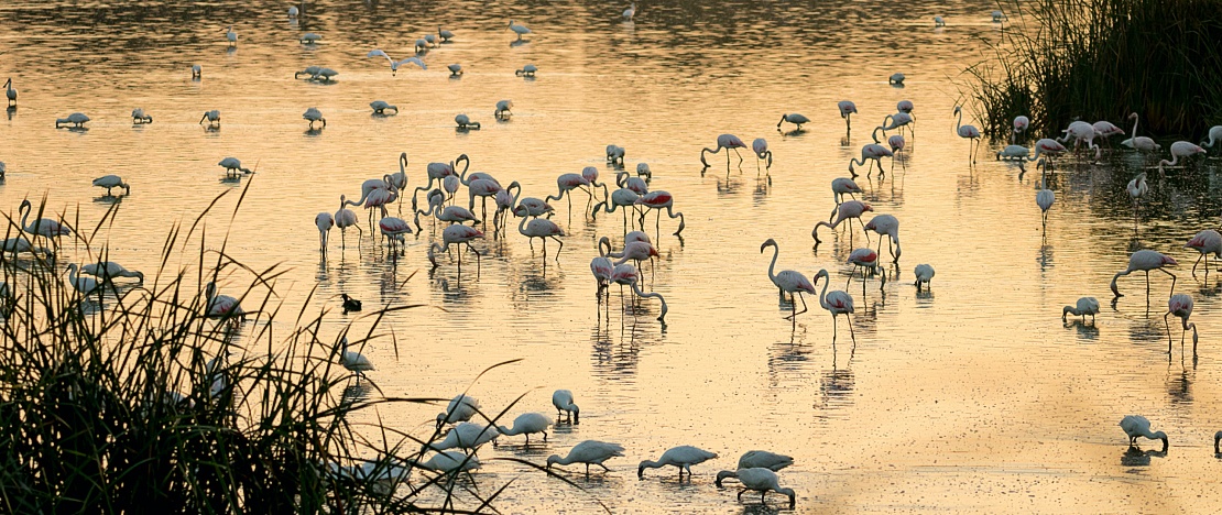 Un gruppo di fenicotteri riposa nelle paludi del Guadalquivir nel Parco Nazionale di Doñana, Huelva