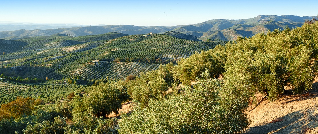 Landschaft mit Olivenhainen in Jaén, Andalusien