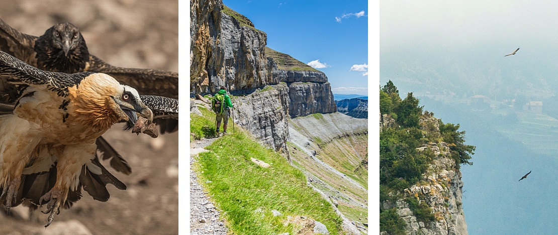 Links: Bartgeier / Mitte: Wanderer entlang des „Blumenstreifens“ im Nationalpark Ordesa y Monte Perdido, Huesca / Rechts: Ein Bartgeier über dem Monte Perdido, Huesca