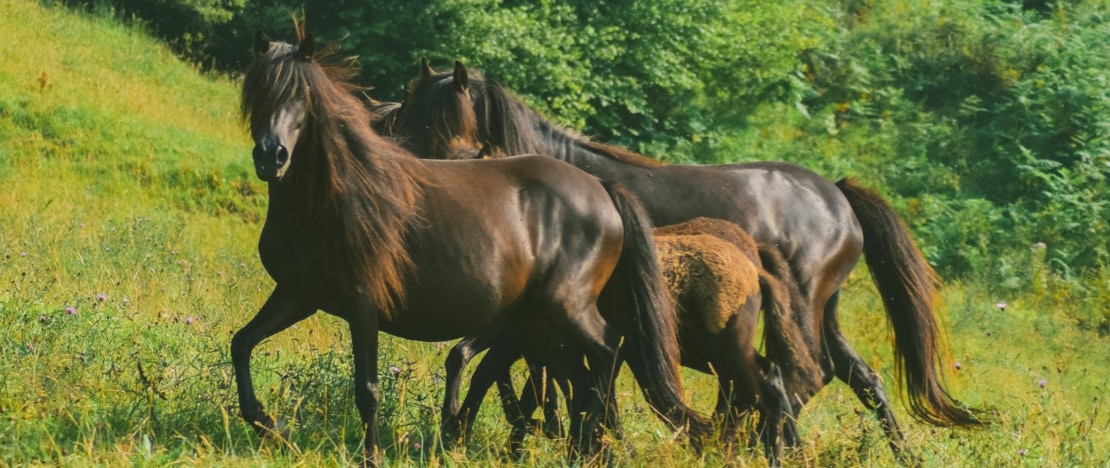 Groupe d'asturcons dans la nature