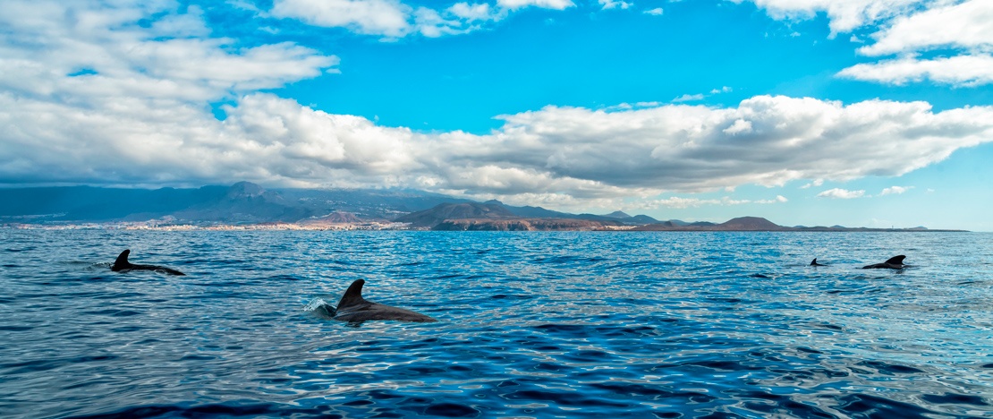 Dauphins-pilotes sur la côte de Tenerife, îles Canaries