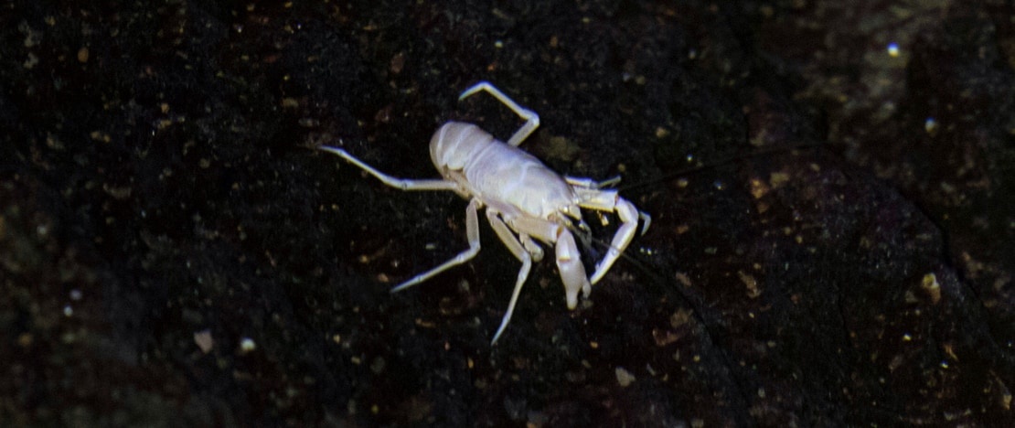 Blind albino cave crab