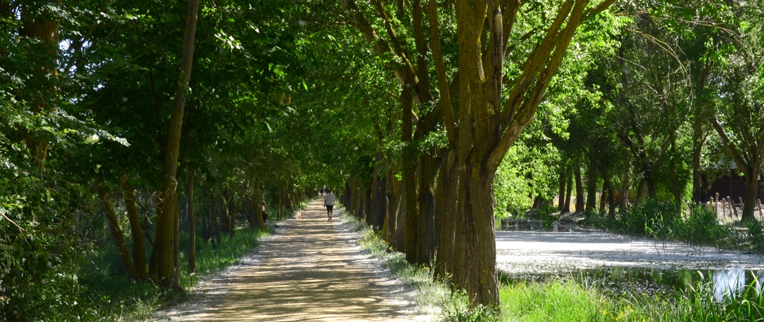 Chemin de halage le long de la voie verte du Train Burra près de Palencia, Castille-León