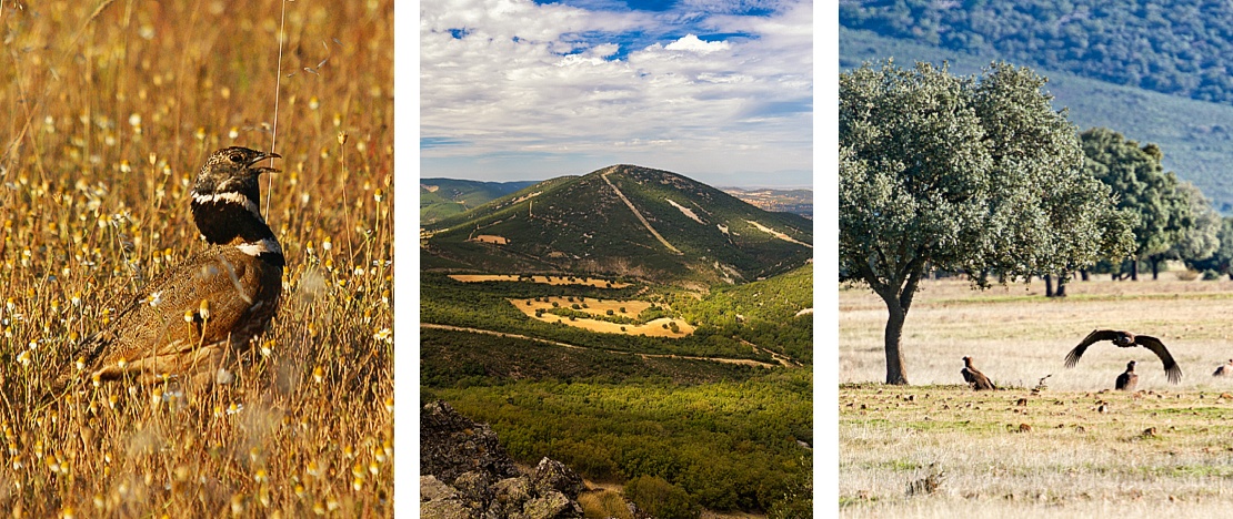 Links: Zwergtrappe / Mitte: Panoramablick auf den Nationalpark Cabañeros / Rechts: Mönchsgeier im Nationalpark Cabañeros, Ciudad Real