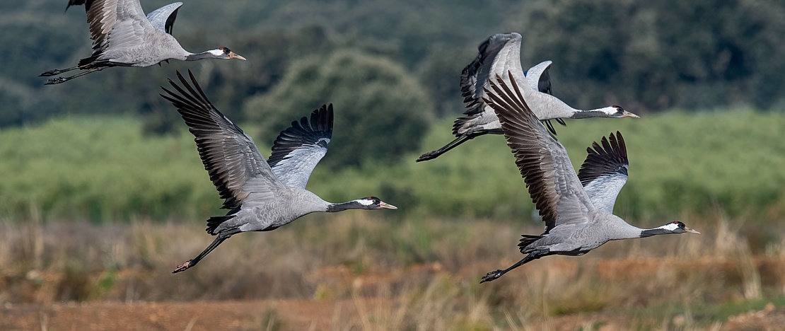 Migration von Kranichen in Extremadura