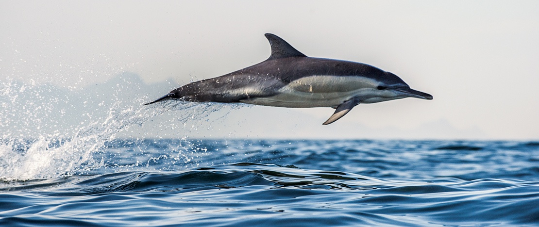 Delfino (Delphinidae) che salta lungo la costa spagnola