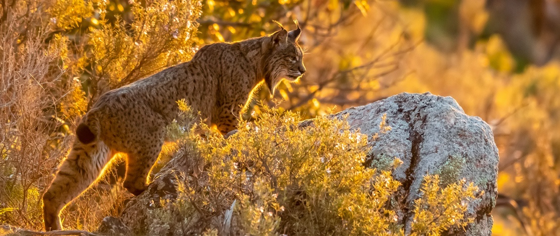 Lince iberica (Lynx pardinus) nella Sierra morena, Andújar, Jaén