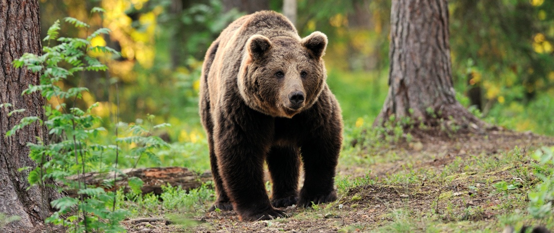 Orso bruno (Ursus arctos arctos) nel bosco