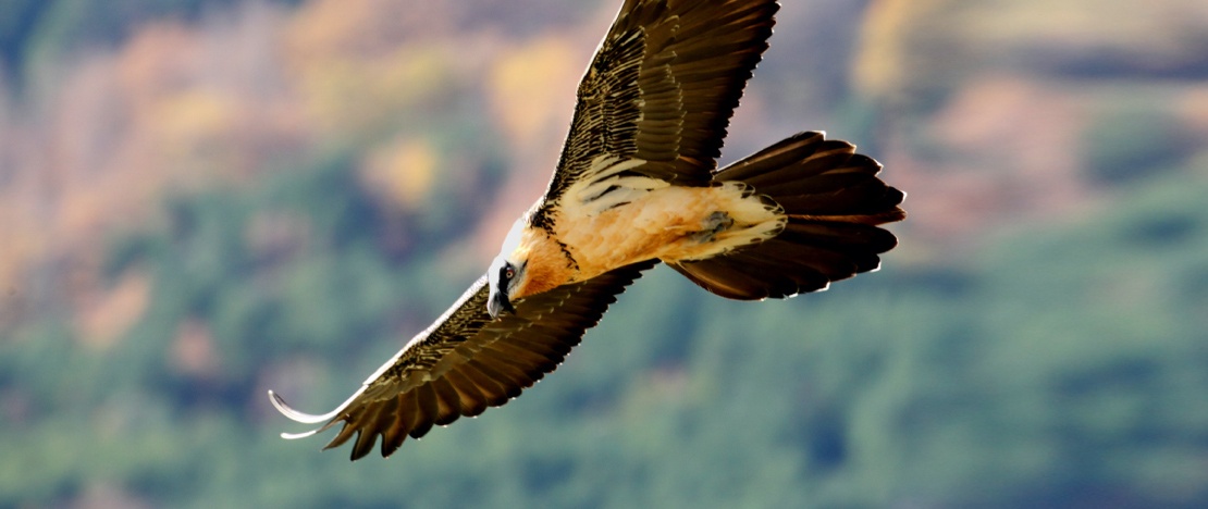 Gipeti (Gypaetus barbatus) che planano nell’area dell'Aragona