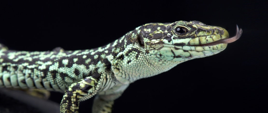 Lézard carpetan (Iberolacerta cyreni)