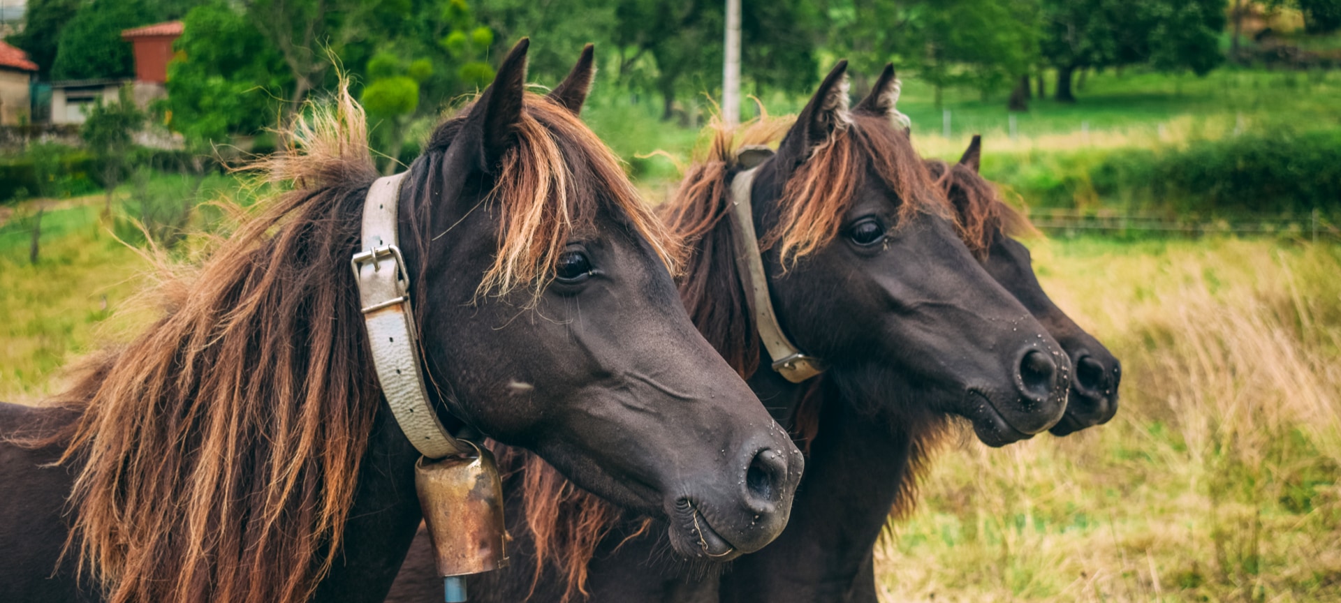 Gruppo di <i>asturcones</i> Gruppo di <i>asturcones</i>