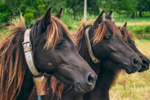 Eine Gruppe Asturcon-Ponys