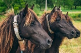 Grupo de asturcones