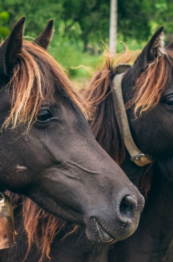 Eine Gruppe Asturcon-Ponys