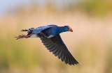 Calamón común en las marismas del Parque Nacional de Doñana en Huelva, Andalucía