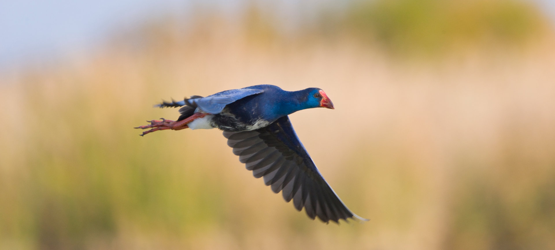 Calamón común en las marismas del Parque Nacional de Doñana en Huelva, Andalucía