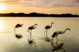 Abflug einer Gruppe von Flamingos im Doñana-Nationalpark, Huelva, Spanien.