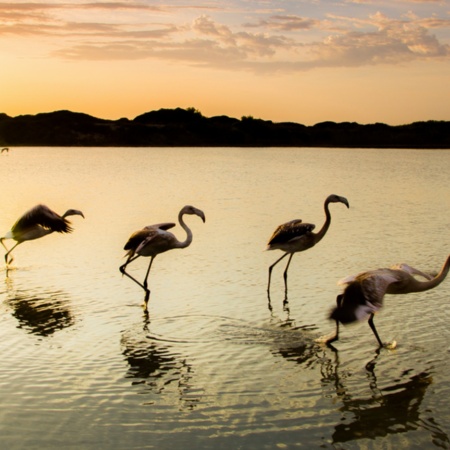 A group of flamingos takes flight in the Albufera, Valencia