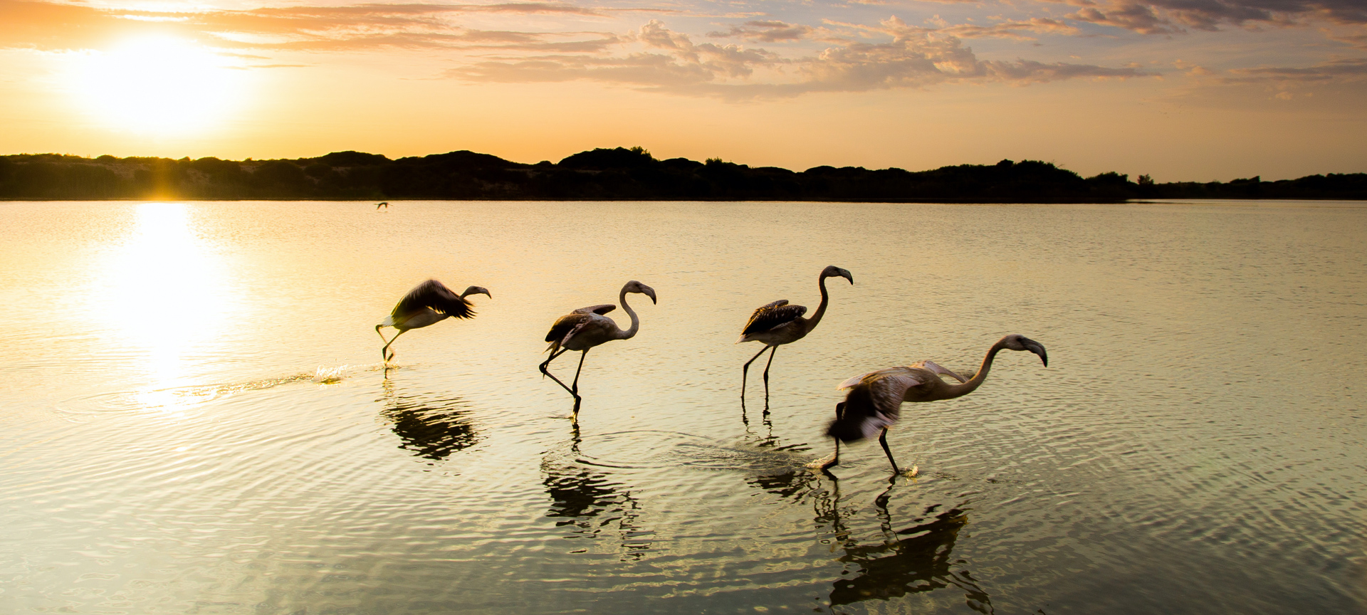 Un gruppo di fenicotteri si alza in volo nel parco nazionale di Doñana, Huelva