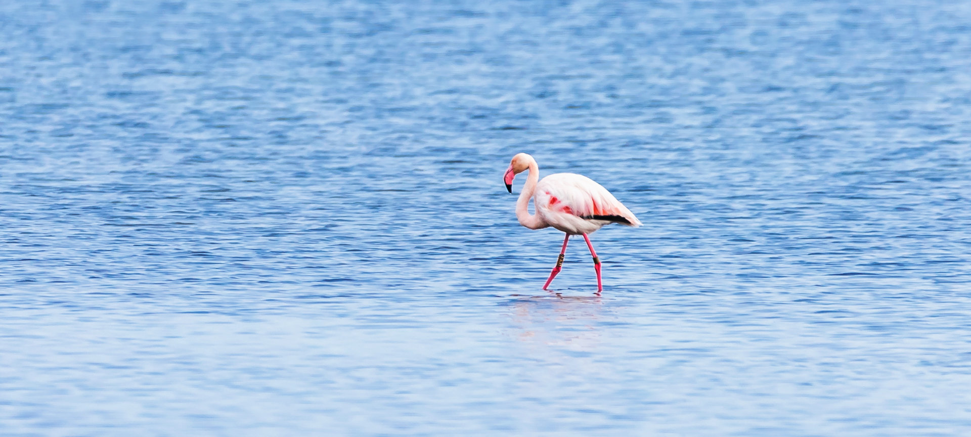 Flamingos im Naturpark Delta de L'Ebre in Tarragona, Katalonien Flamingos im Naturpark Delta de L'Ebre in Tarragona, Katalonien