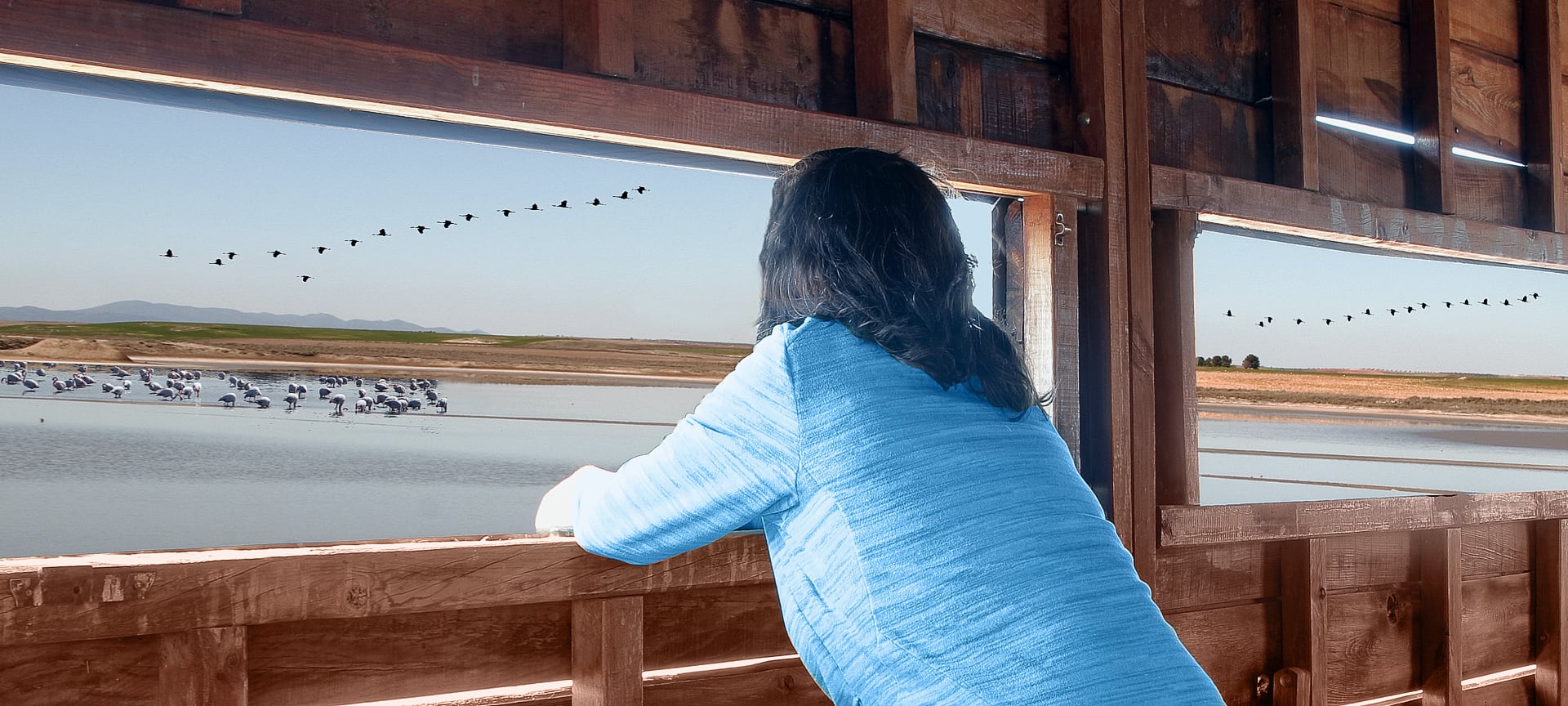 Woman observing bird life at a nature reserve Woman observing bird life at a nature reserve