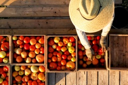 Puesto de tomates de huerta en un mercado local