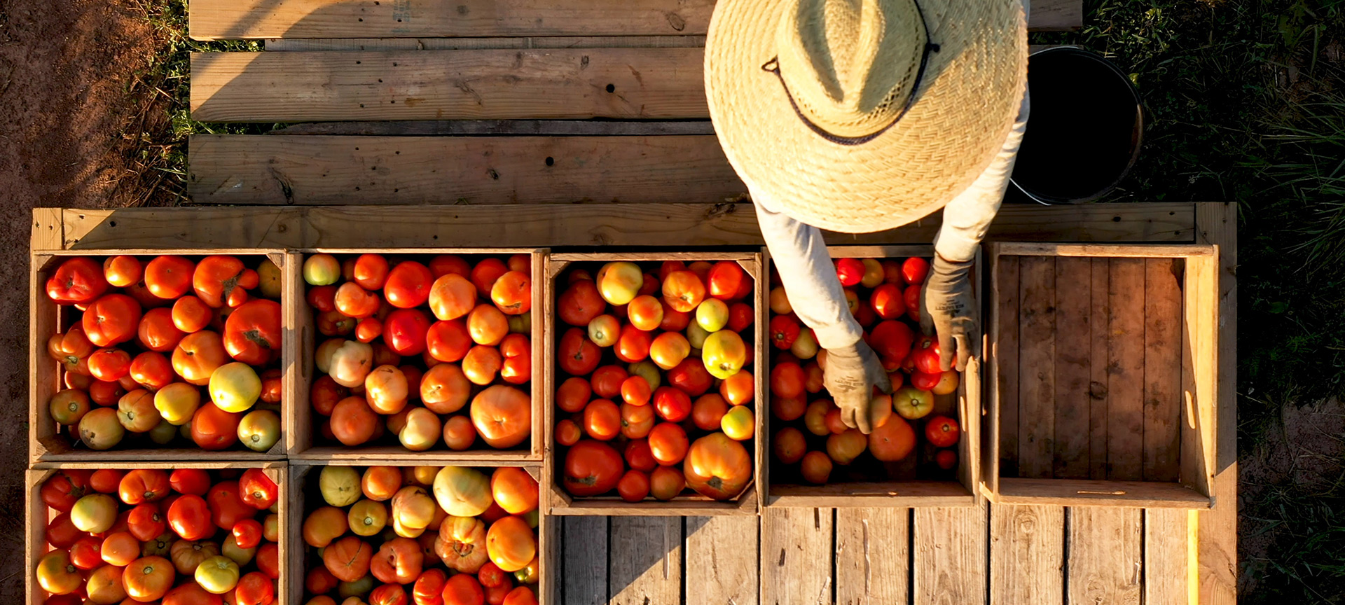 Bancarella di pomodori da giardino in un mercato locale