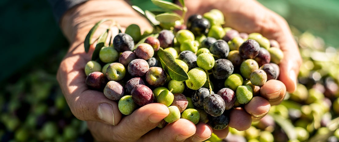 Olives, raw material for olive oil