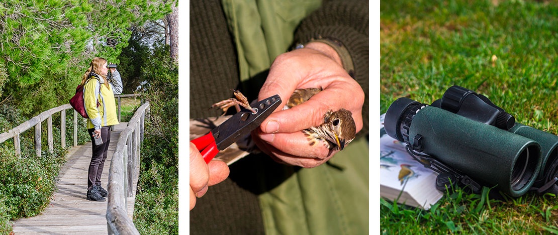 Images of activities in contact with birds