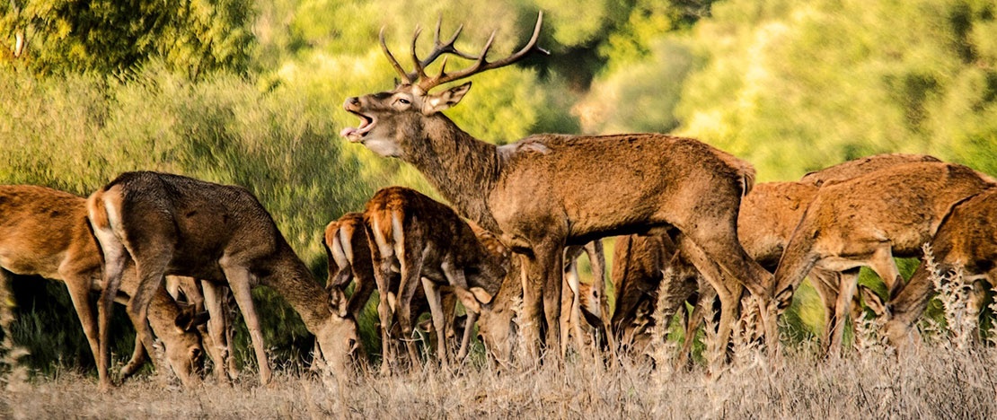 Le brame du cerf dans le parc naturel de Los Alcornocales dans la province de Cadix, Andalousie