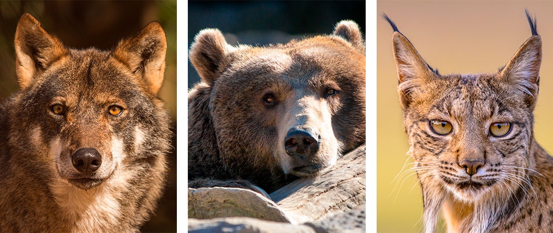 Links: Iberischer Wolf / Mitte: Braunbär / Rechts: Pardelluchs