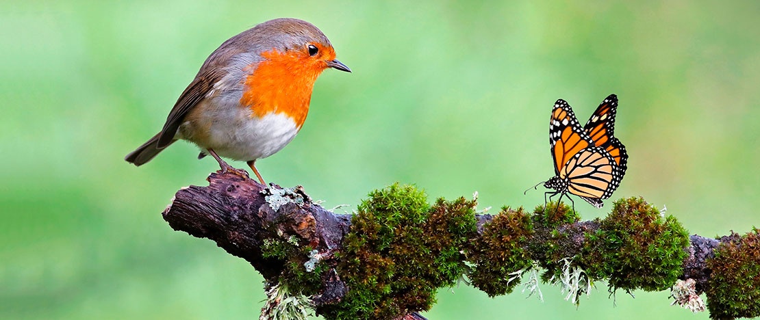 European robin