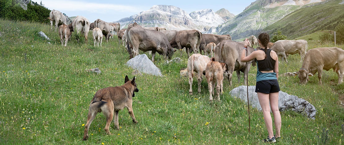 Un turista con una mandria di mucche sui Pirenei