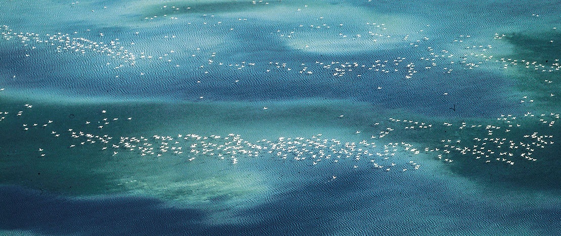 Marais peuplés d'oiseaux dans le parc national de Doñana, Andalousie