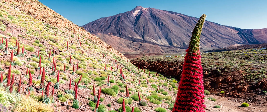 Tajinaste nel parco nazionale del Teide, a Tenerife, isole Canarie