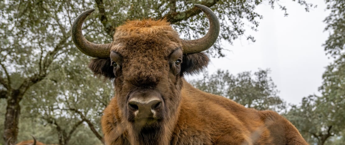 Bisontes en la Reserva del Bisonte Europeo Bison Bonasus, Palencia