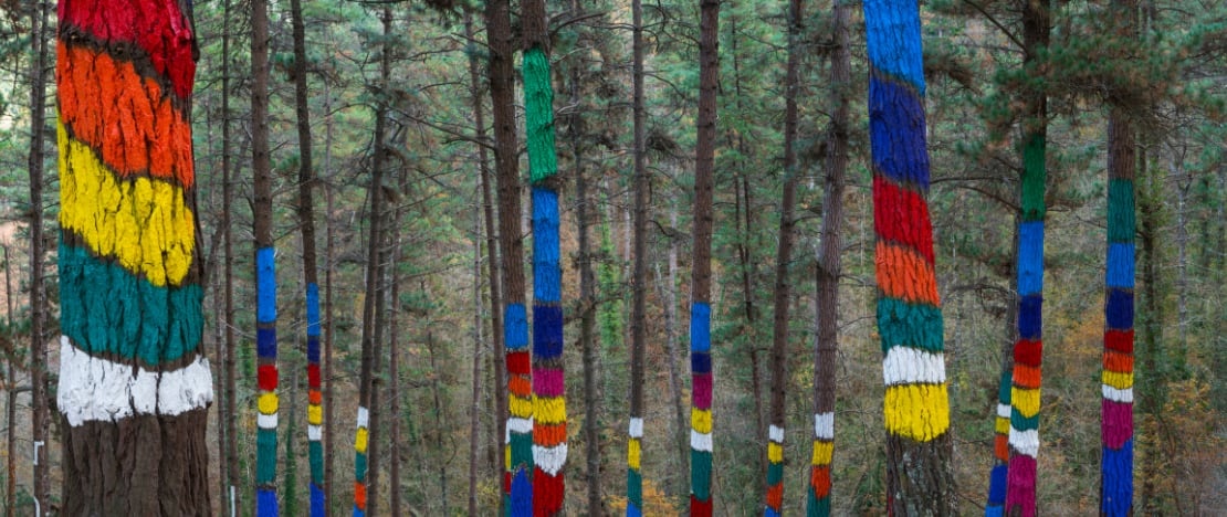 Forêt d'Oma au Pays basque