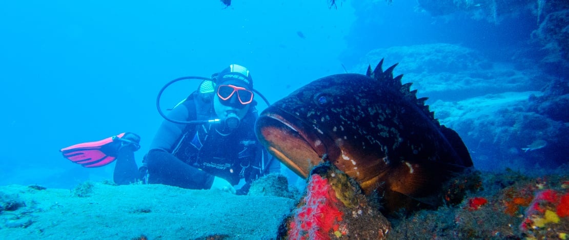 Détail d'un mérou sur le fond marin de Lanzarote, Îles Canaries