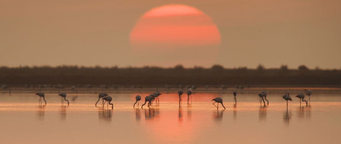 Flamants roses dans le delta de l'Èbre, province de Tarragone, Catalogne