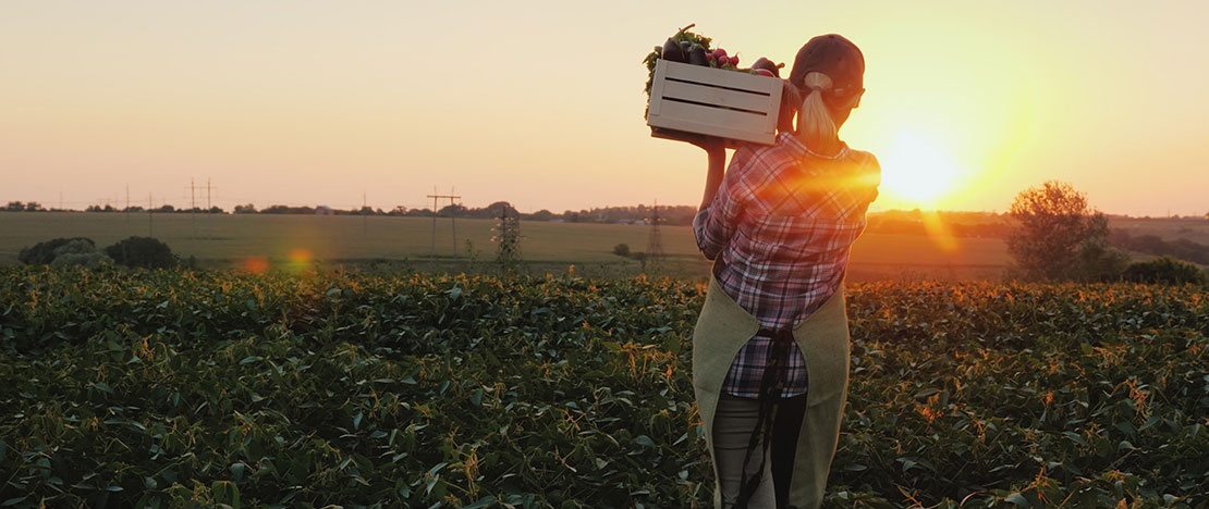 Tourist in the vegetable garden at sunset