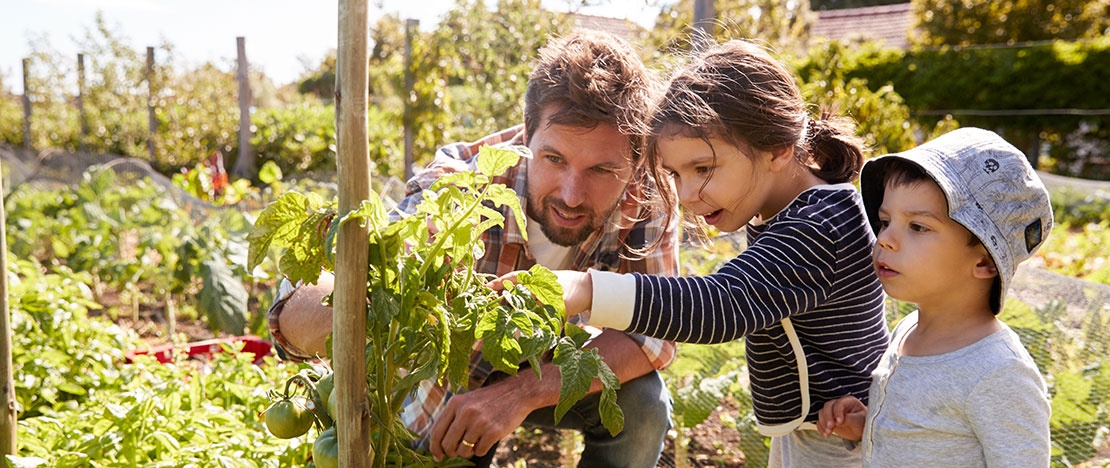 Eine Familie betrachtet eine Tomatenpflanze im Gemüsegarten