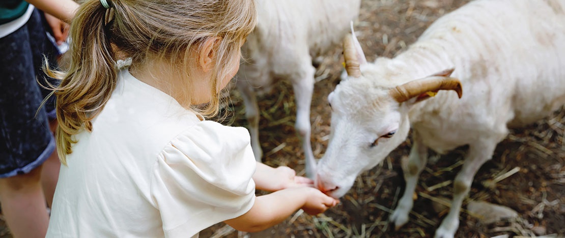 Tourist feeding a goat