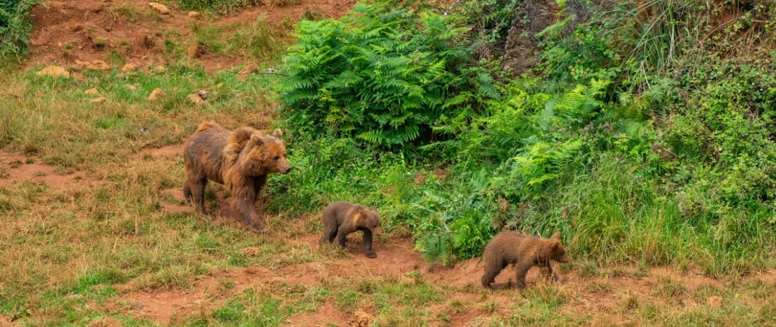 Brown bears at the Cabárceno Wildlife Park, Cantabria