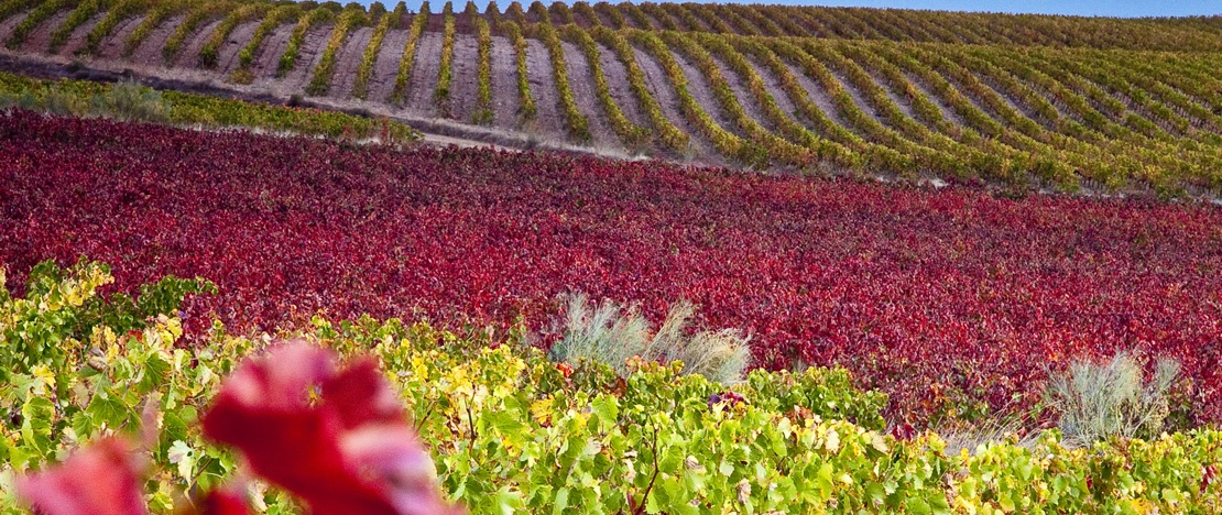 Paisaje de la Ruta del Vino Campo de Cariñena