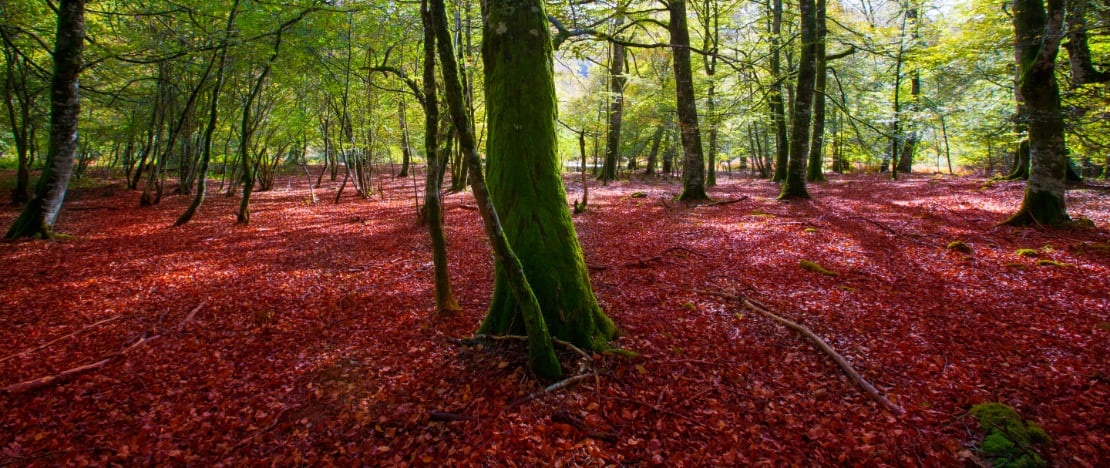 Selva de Irati en Navarra