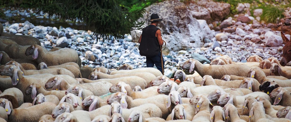 Ovejas durante la trashumancia